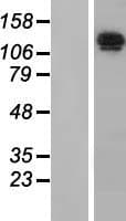 NRD1 / Nardilysin Protein (Over-Expression Lysate Myc-DDK (Flag))