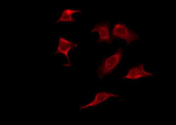 OR2C1 Antibody