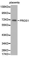 PROS1 / Protein S Antibody