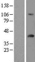 FAM118A Protein (Over-Expression Lysate Myc-DDK (Flag))
