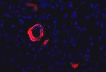 Pancreas Marker HPd1 Antibody (clone DHIC2-4A10)