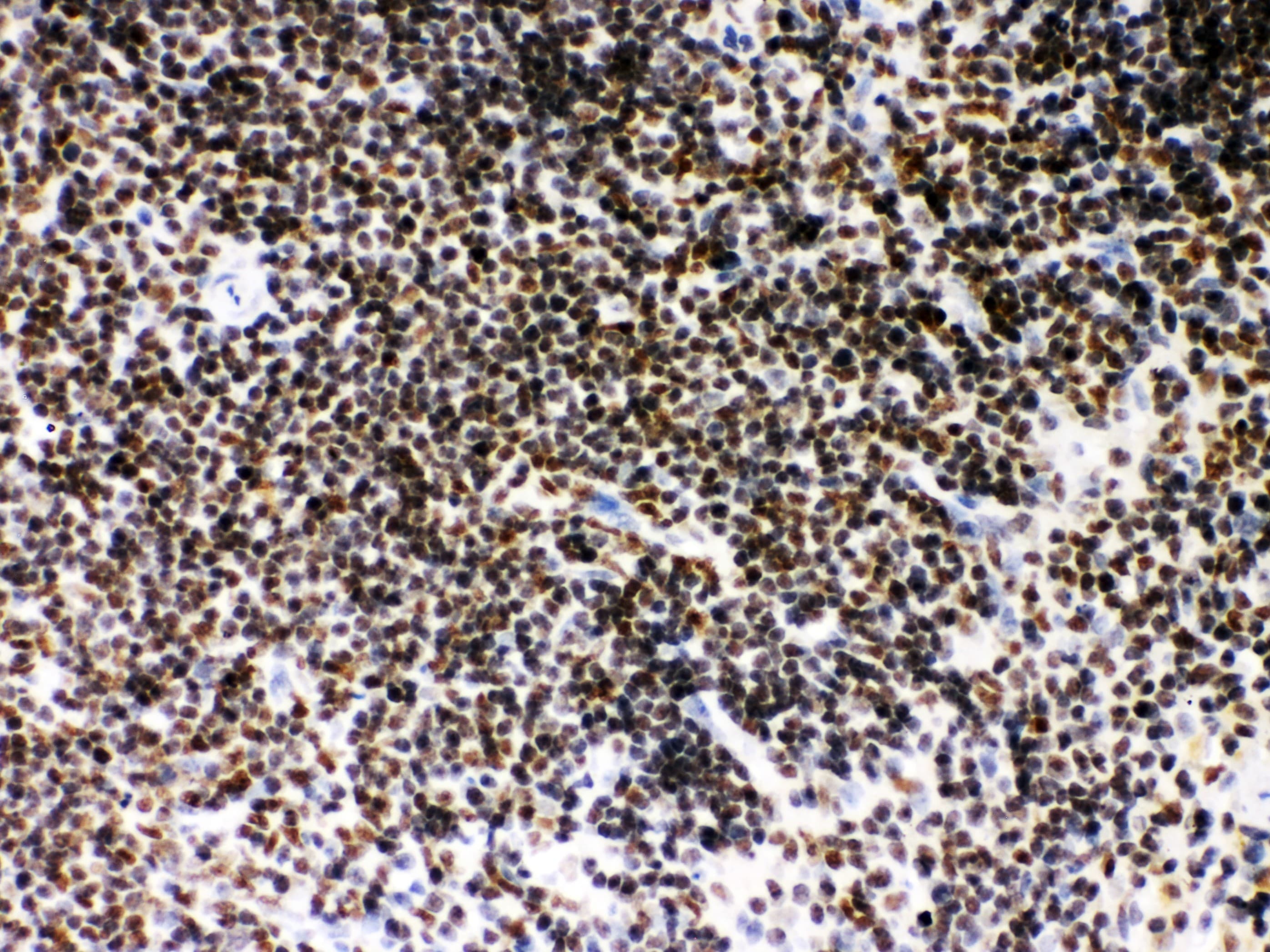 SIRT7 / Sirtuin 7 Antibody (aa8-350)