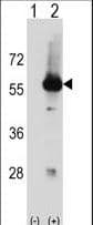 STK3 Antibody (aa387-415)