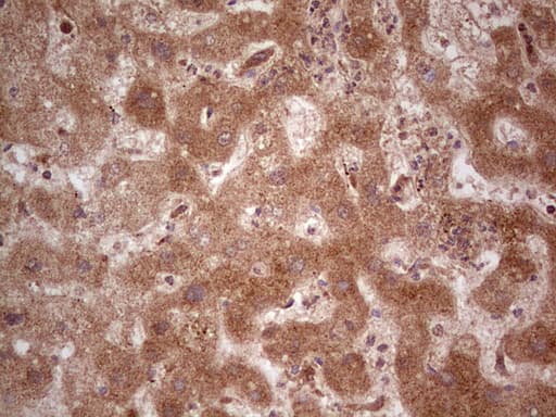 UBE2D2 / UBCH5B Antibody (clone OTI2C2, Carrier-free)