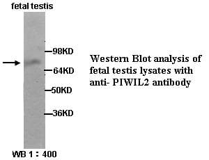 PIWIL2 Antibody (Internal)