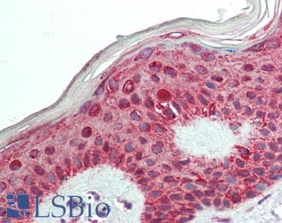 IHC-plus™ PA2G4 / EBP1 Antibody (aa345-394)