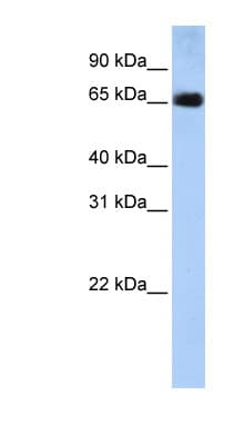 SLC22A13 Antibody (aa36-85)
