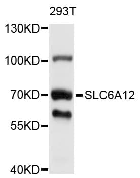 Polyclonal Rabbit anti-Human SLC6A12 / BGT-1 Antibody (WB)