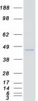 Human PRKX Protein (Recombinant Myc-DDK (Flag))