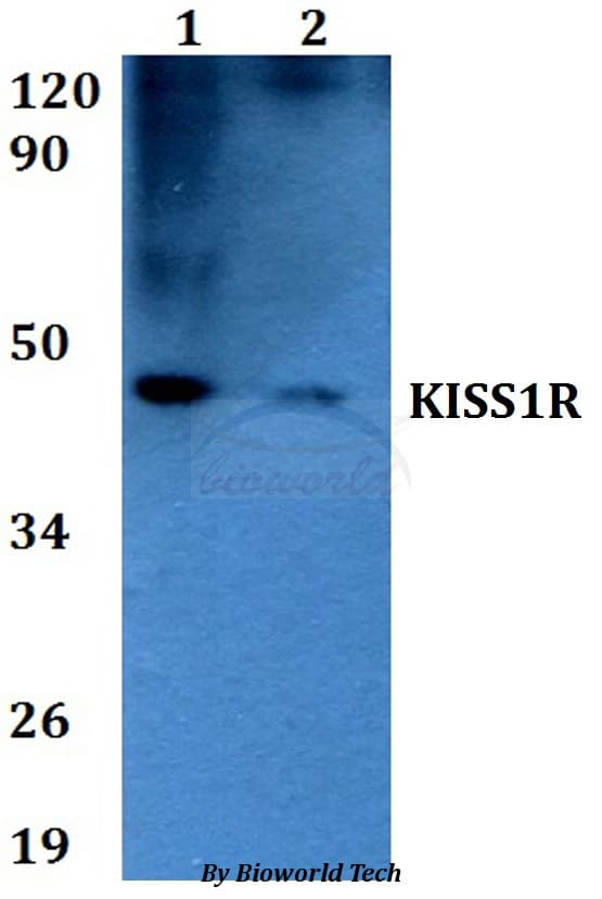 KISS1R / GPR54 Antibody
