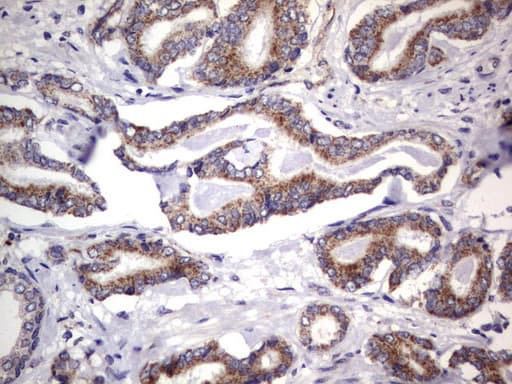MRPS7 Antibody (aa38-242, clone UMAB156)