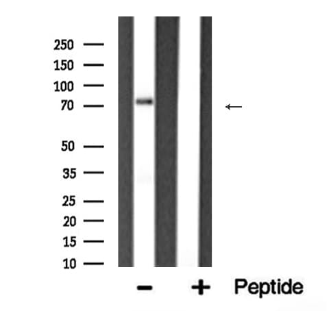 FOXP2 Antibody