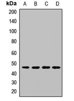 EIF3G Antibody