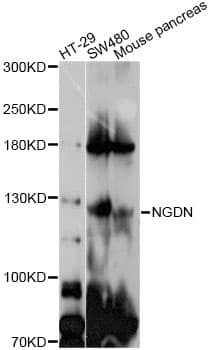 GUCY2C / Guanylyl Cyclase C Antibody