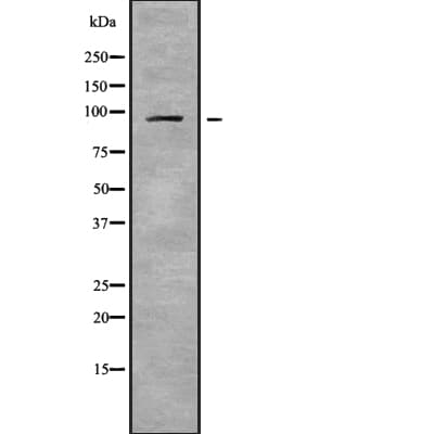 NPAS2 Antibody