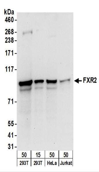 Polyclonal Rabbit anti-Human FXR2 Antibody (aa600-635, WB)