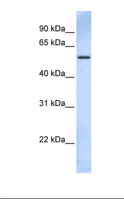 TRIM43 Antibody (aa362-411, FITC)