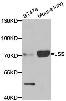 LSS Antibody