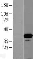 ISY1 Protein (Over-Expression Lysate Myc-DDK (Flag))