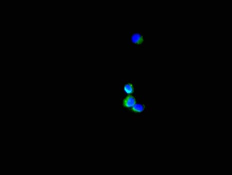 SH3BP5 / SAB Antibody