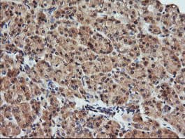KLK8 / Kallikrein 8 Antibody (clone OTI10D3)
