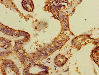 DCAF8 / WDR42A Antibody