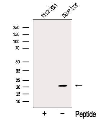 MOBP Antibody