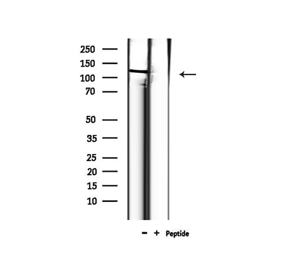 MCM2 Antibody