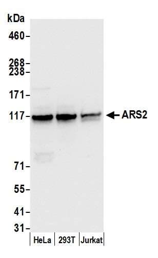 SRRT / ARS2 Antibody (aa1-50)