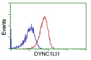 Monoclonal Mouse anti-Human DYNC1LI1 Antibody (clone OTI2E8, IF, WB)