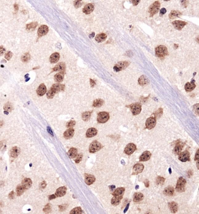 PathPlus™ RBFOX3 / NEUN Antibody