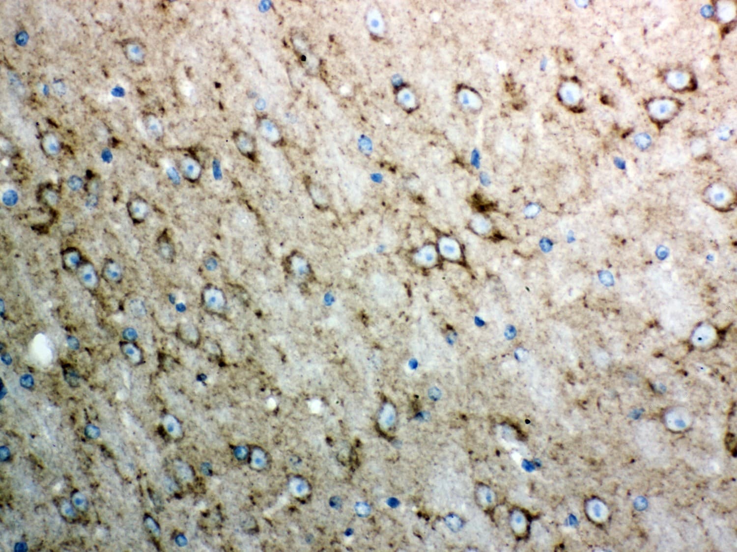 Polyclonal Rabbit anti-Human CYCS / Cytochrome c Antibody (aa2-105, IHC, WB)