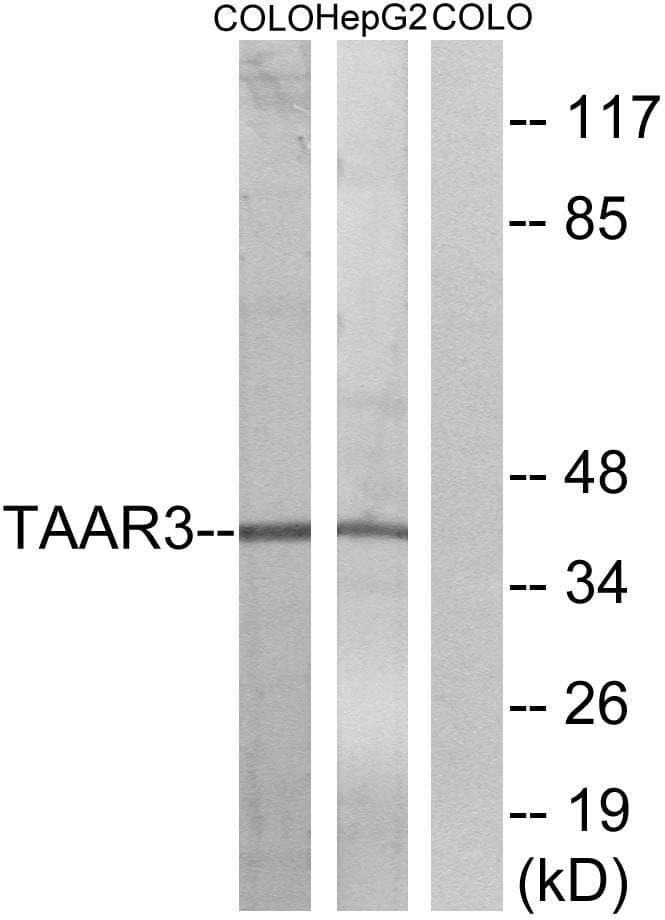 Polyclonal Rabbit anti-Human TAAR3 Antibody (WB)