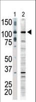 MAP3K9 / MLK1 Antibody (aa1070-1104)