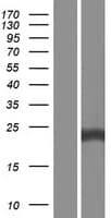 RAB35 Protein (Over-Expression Lysate Myc-DDK (Flag))