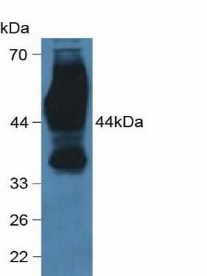 Basigin / Emmprin / CD147 Antibody (aa79-280, Cy3)