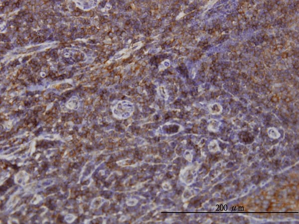 SNX1 Antibody (clone 6H1)
