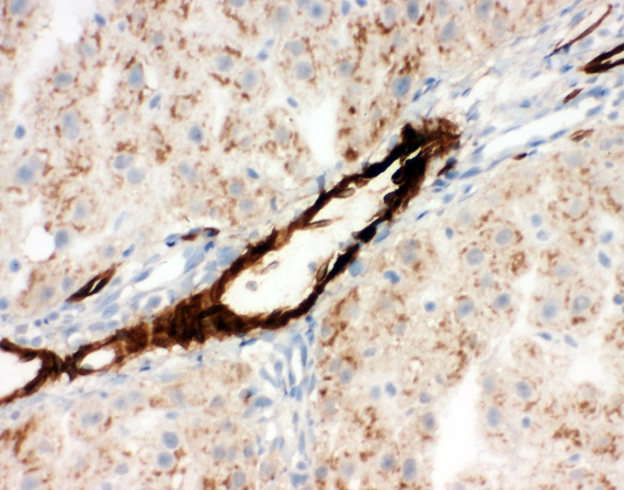 Adiponectin Antibody (aa19-244)