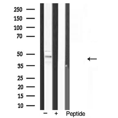 GATA4 Antibody