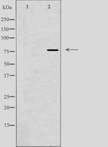 DBF4 Antibody