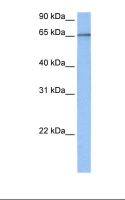 TAF15 Antibody (aa122-171)