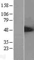 STRADB / ALS2CR2 Protein (Over-Expression Lysate Myc-DDK (Flag))