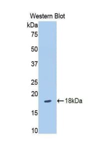 SLIT3 Antibody (aa35-119, Cy3)