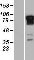 REPS1 Protein (Over-Expression Lysate Myc-DDK (Flag))