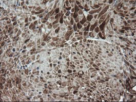 DEF6 Antibody (clone OTI3F9, Carrier-free)