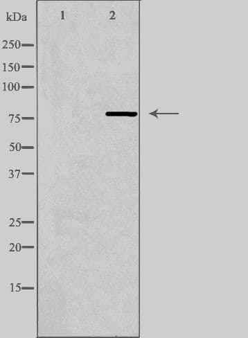 MPHOSPH9 Antibody