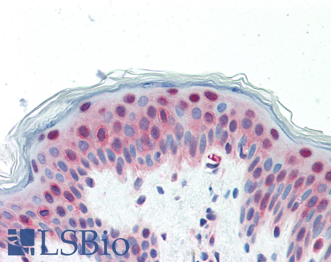 IHC-plus™ Polyclonal Rabbit anti-Human GABPA / NRF2 Antibody (IHC, WB)