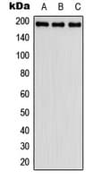 FBLN2 / Fibulin 2 Antibody (Internal)