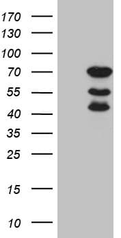 ELL / MEN Antibody (aa302-621, clone OTI1H7, Carrier-free)