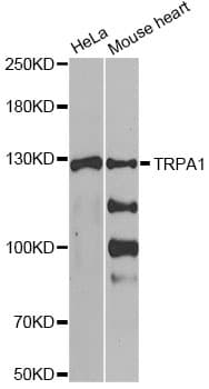Polyclonal Rabbit anti-Human TRPA1 Antibody (IF, WB)